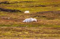 sval27lug25_0857_small.jpg