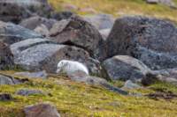 sval27lug25_0865_small.jpg