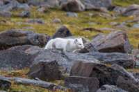 sval27lug25_0873_small.jpg