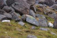 sval27lug25_0880_small.jpg
