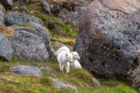 sval27lug25_0883_small.jpg