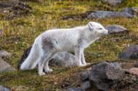 sval27lug25_0890_small.jpg