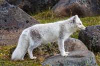 sval27lug25_0894_small.jpg
