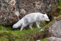 sval27lug25_0896_small.jpg
