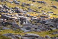 sval27lug25_0964_small.jpg