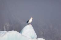 sval28lug25_1049_small.jpg
