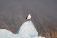 sval28lug25_1050_small.jpg