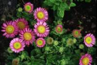 img_072g_small.jpg