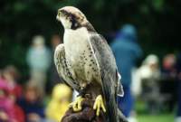 img_102g_small.jpg