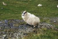 img_250g_small.jpg