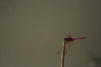 img_1755_small.jpg
