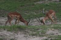 img_3198_small.jpg