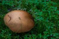 img_0016_small.jpg (3849 byte)