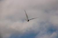 img_0016_small.jpg (3849 byte)