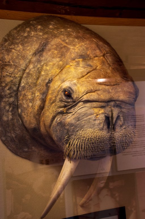 svenor643.jpg