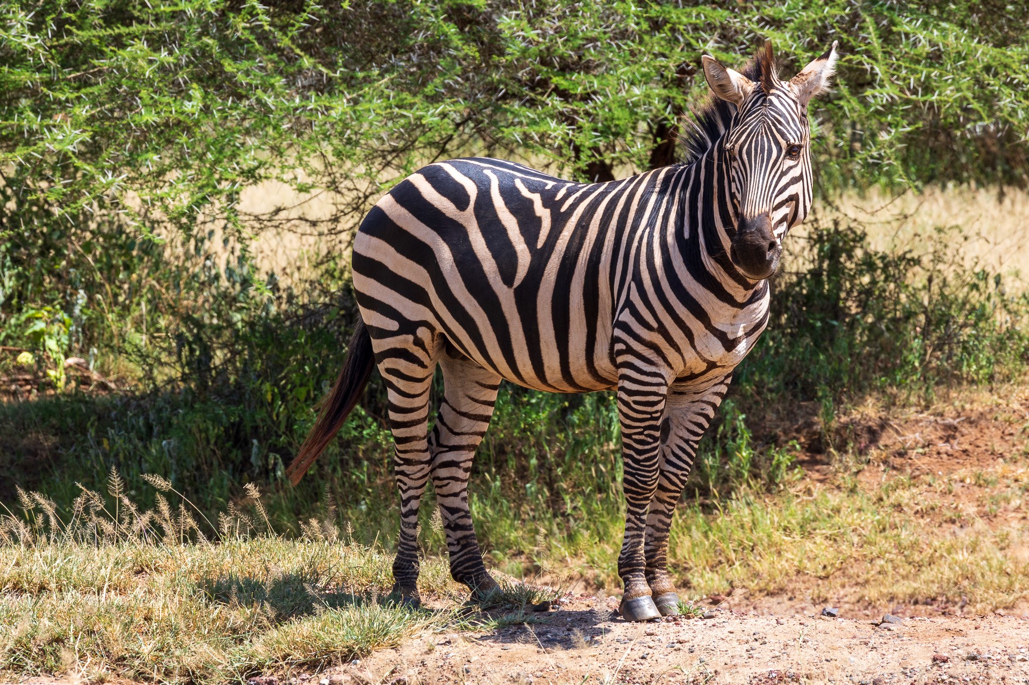 tanz17feb24manyara100.jpg