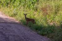 tanz17feb24manyara47_small.jpg