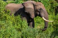 tanz17feb24manyara54_small.jpg