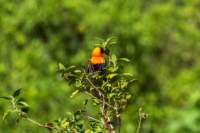 tanz17feb24manyara58_small.jpg