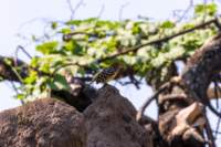 tanz17feb24manyara66_small.jpg