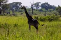 tanz17feb24manyara71_small.jpg