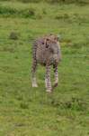 tanz18feb24serengeti24_small.jpg