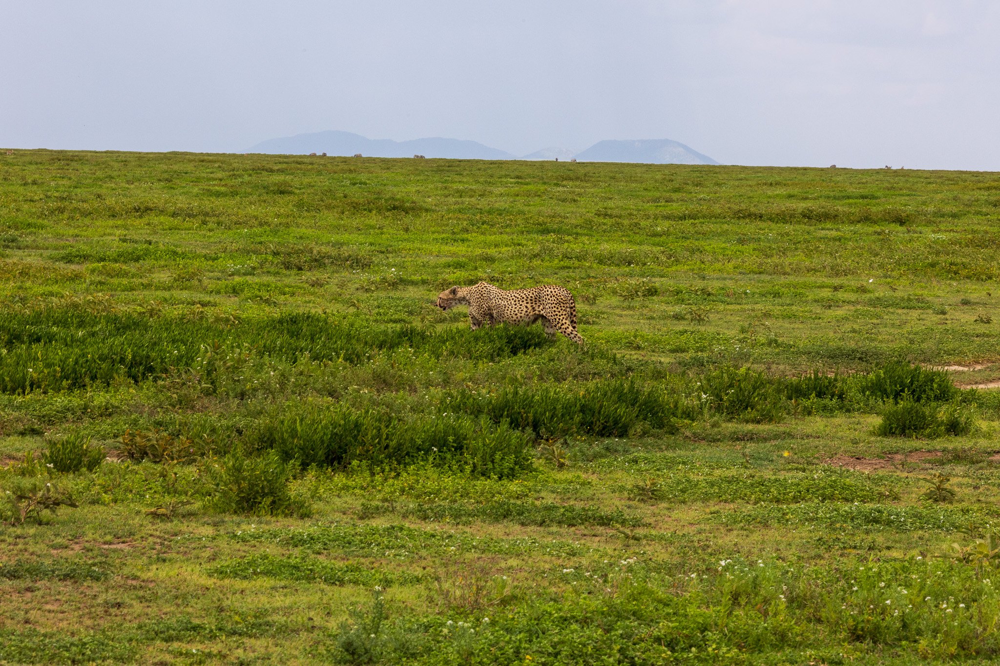 tanz18feb24serengeti26.jpg