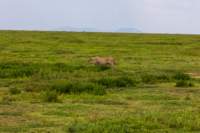 tanz18feb24serengeti26_small.jpg