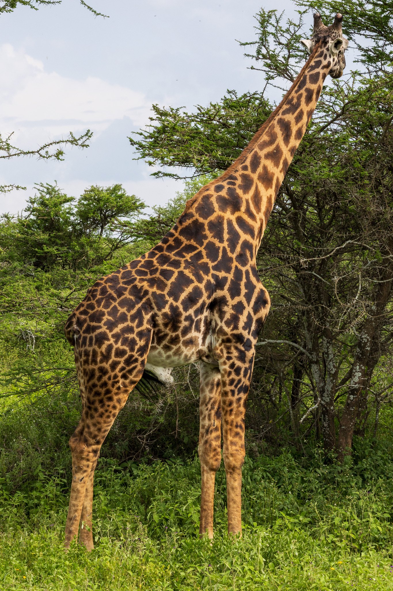 tanz18feb24serengeti30.jpg
