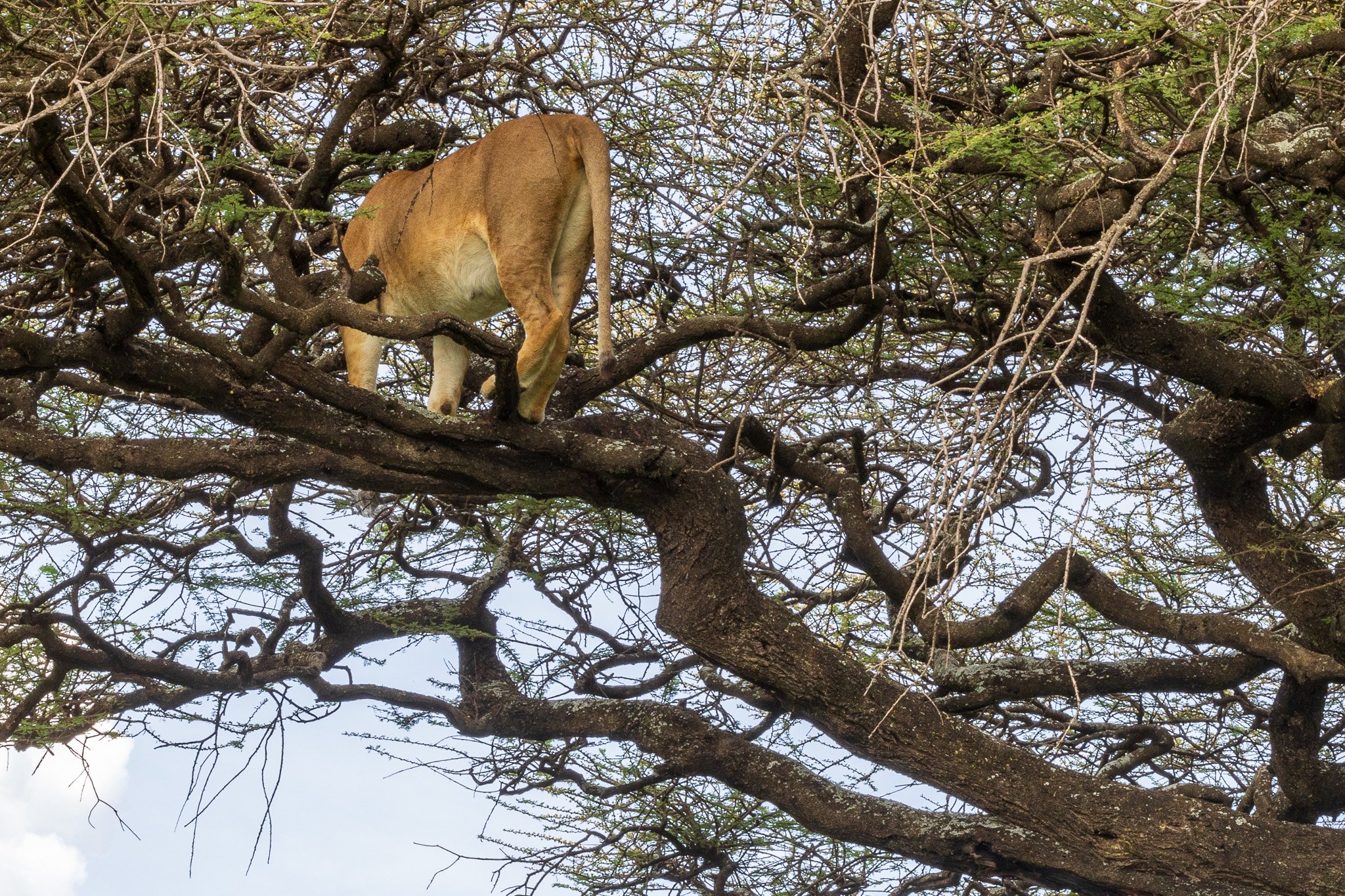 tanz18feb24serengeti40.jpg