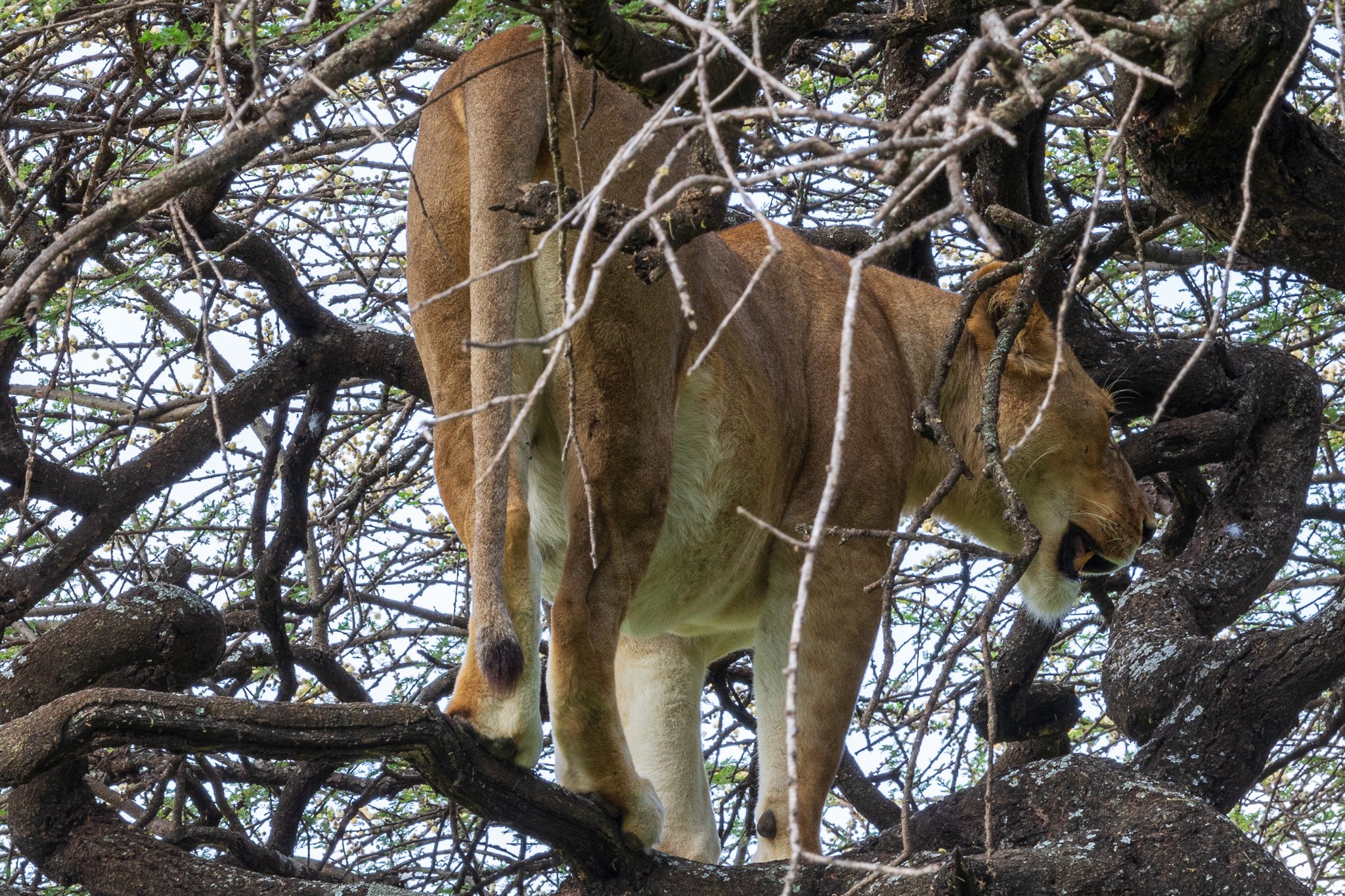 tanz18feb24serengeti42.jpg