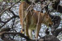 tanz18feb24serengeti42_small.jpg