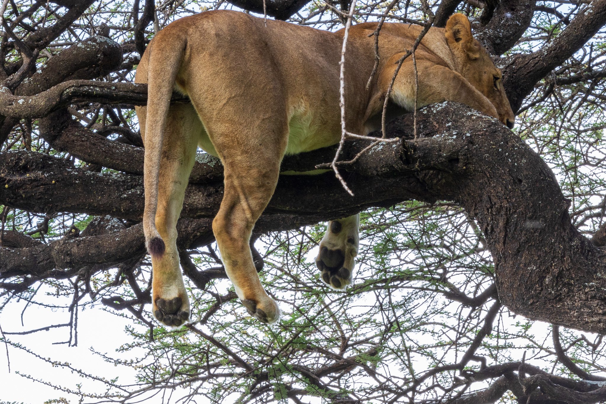 tanz18feb24serengeti43.jpg