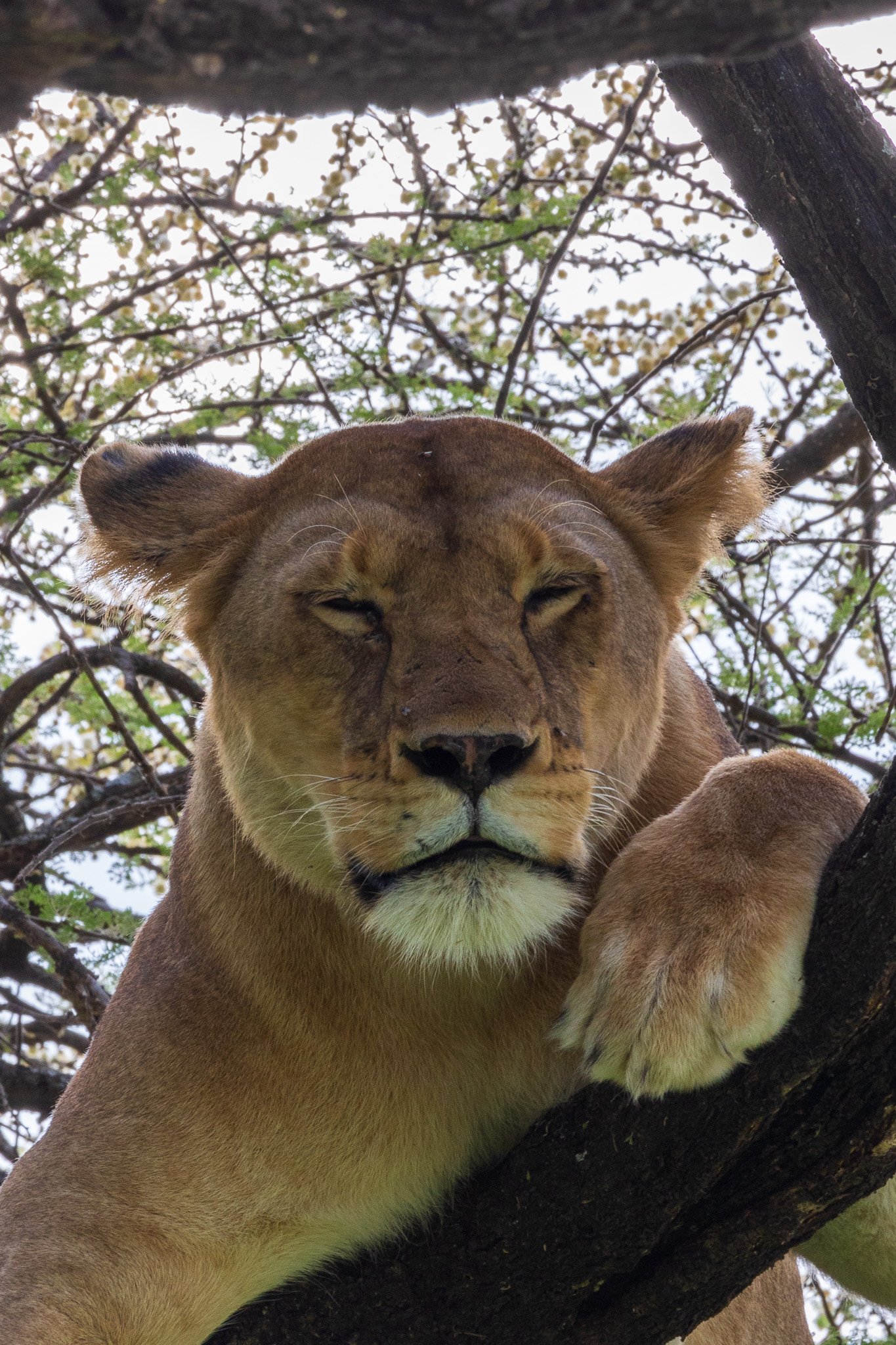 tanz18feb24serengeti45.jpg