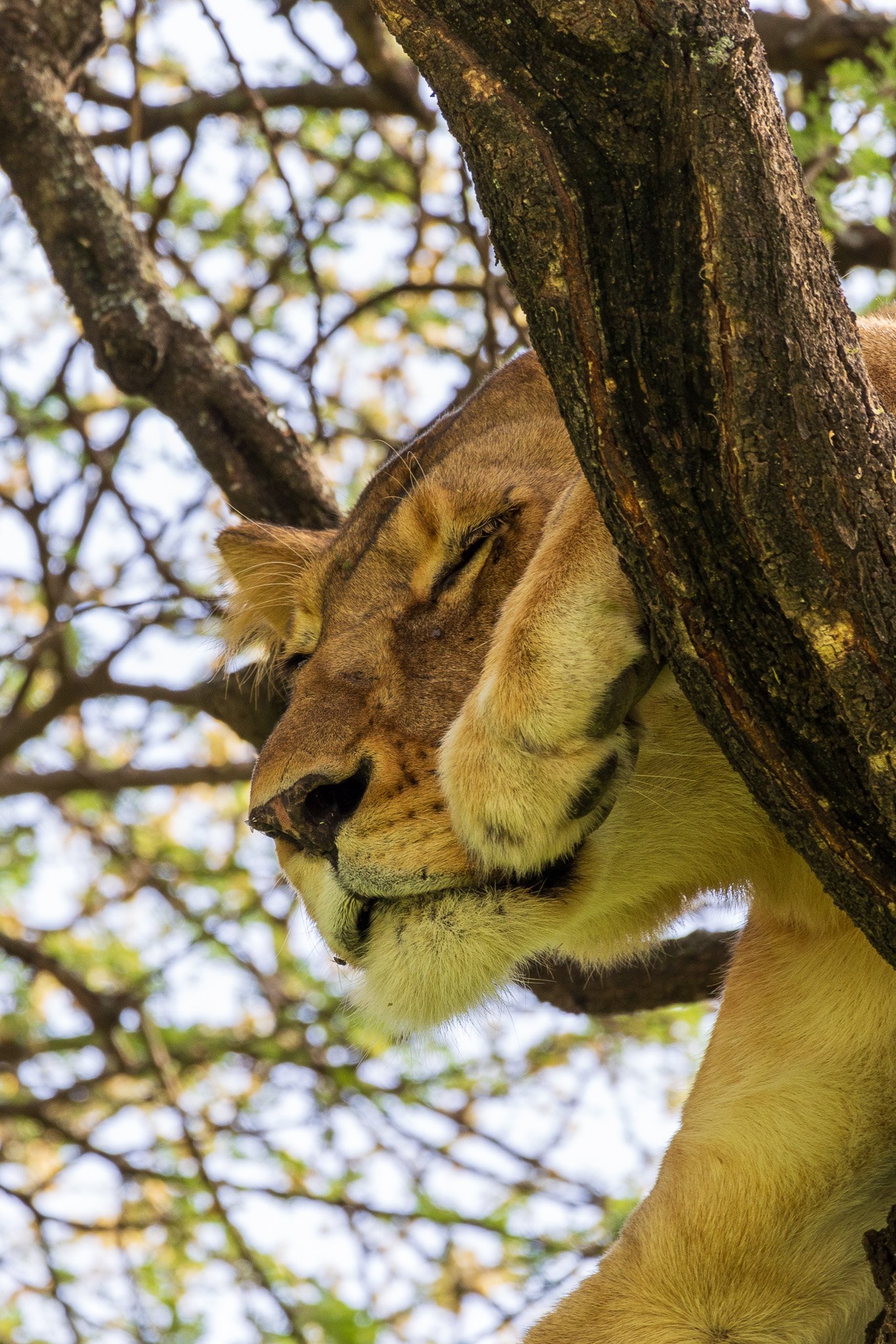 tanz18feb24serengeti50.jpg