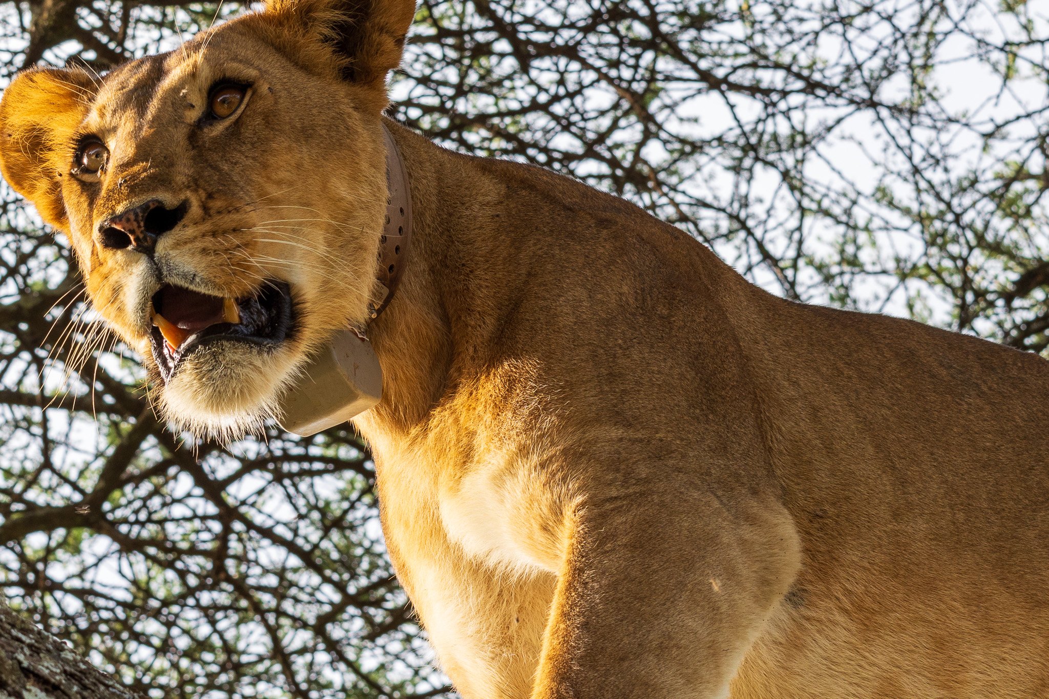 tanz18feb24serengeti65.jpg