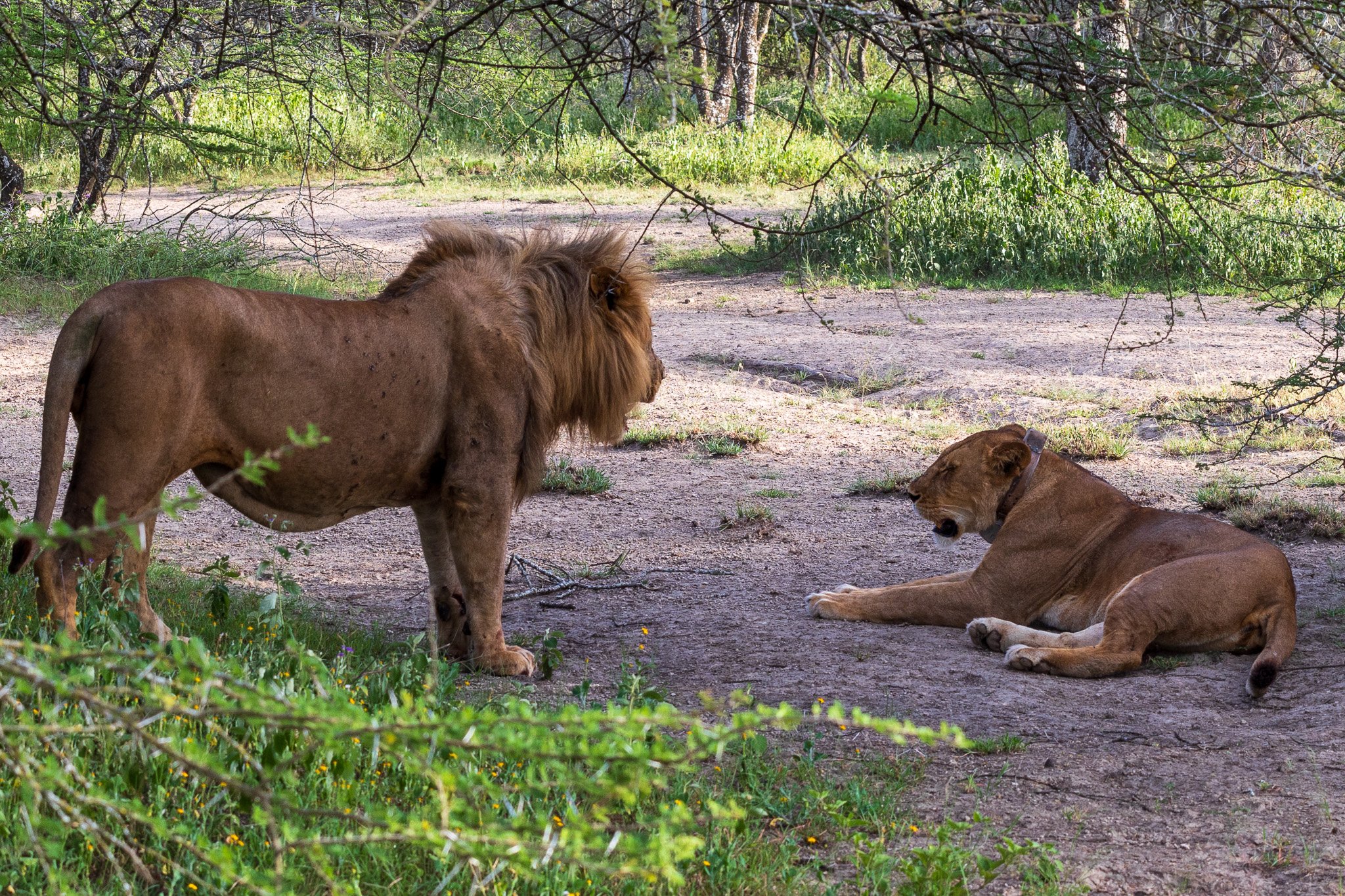 tanz18feb24serengeti67.jpg