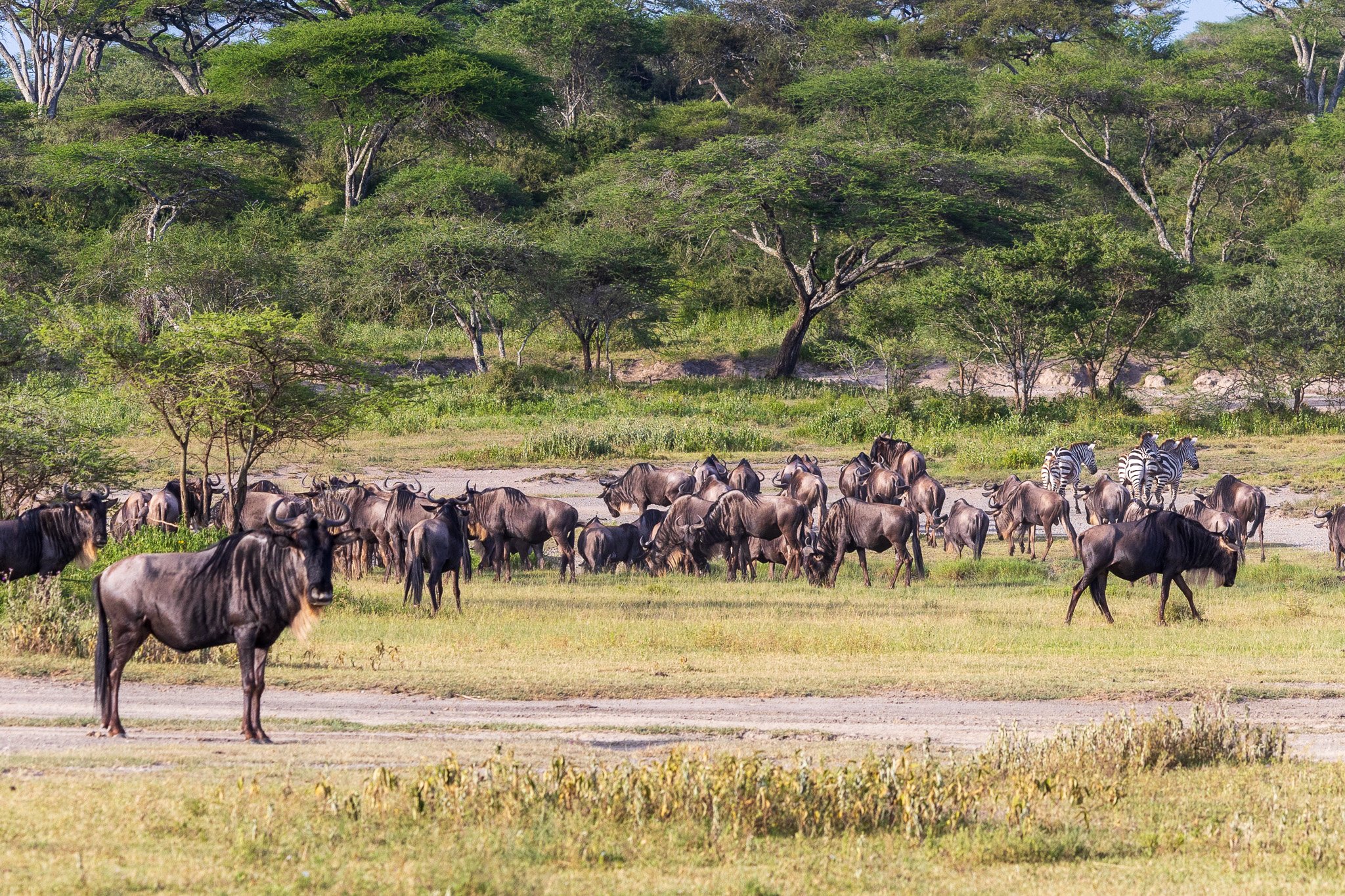 tanz18feb24serengeti79.jpg