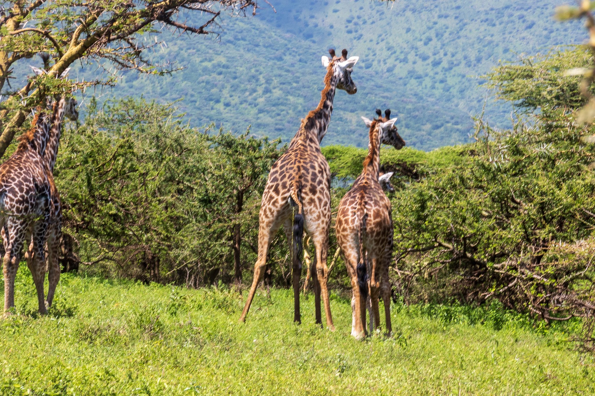 tanz18feb24versoserengeti2.jpg