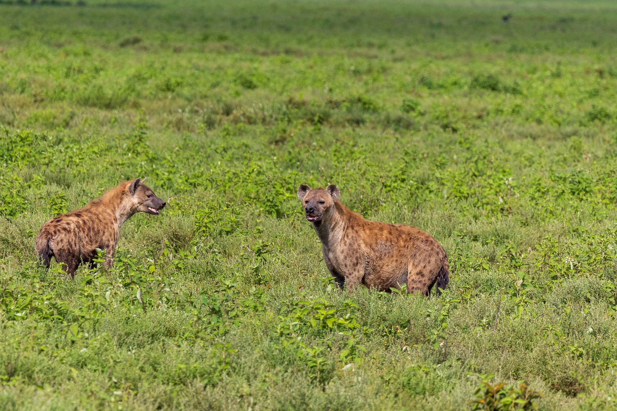 tanz19feb24serengeti101.jpg