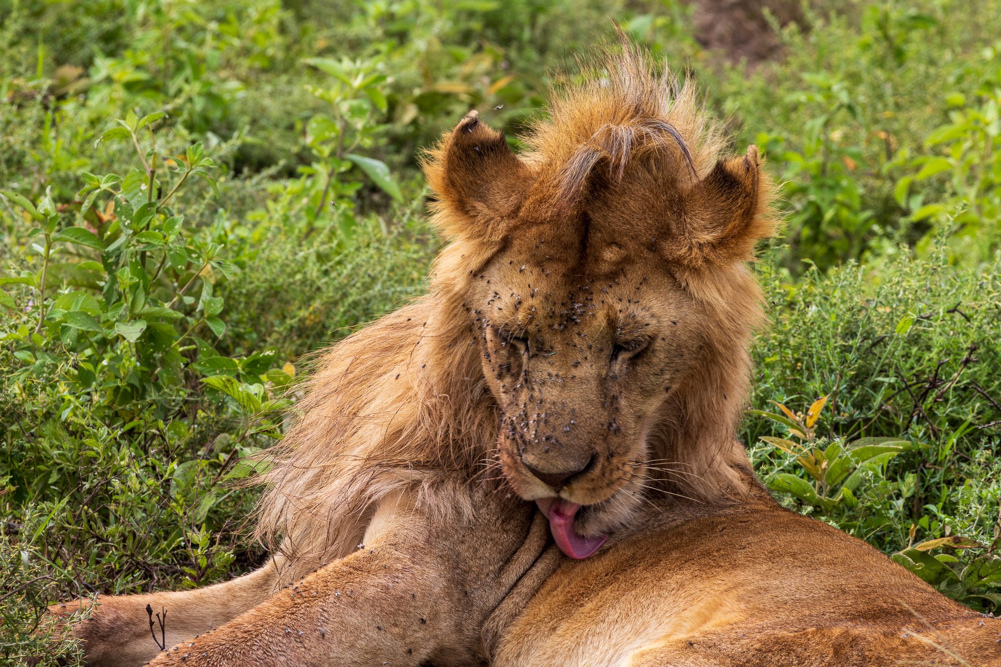 tanz19feb24serengeti108.jpg