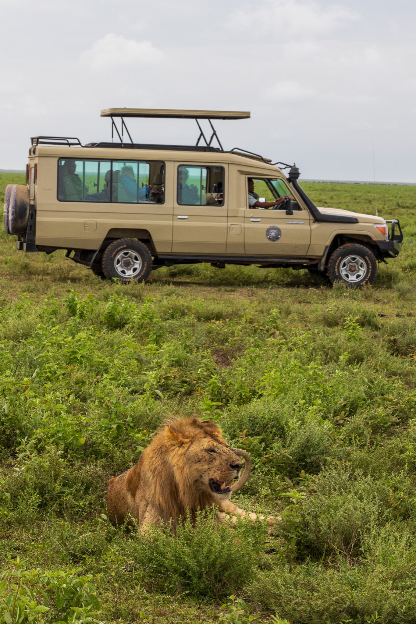 tanz19feb24serengeti114.jpg