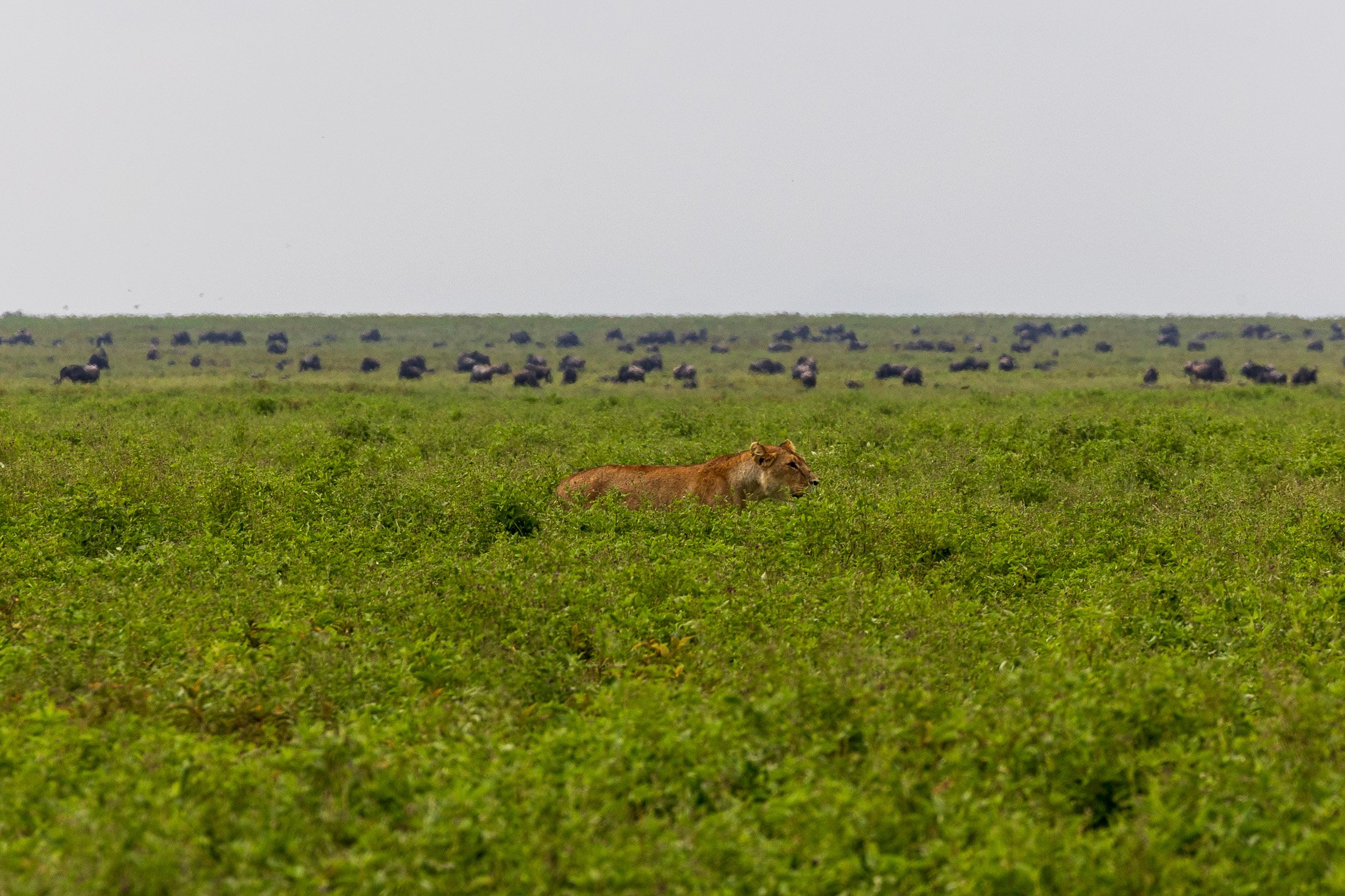 tanz19feb24serengeti138.jpg