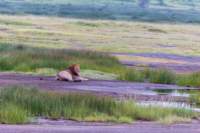 tanz19feb24serengeti13_small.jpg