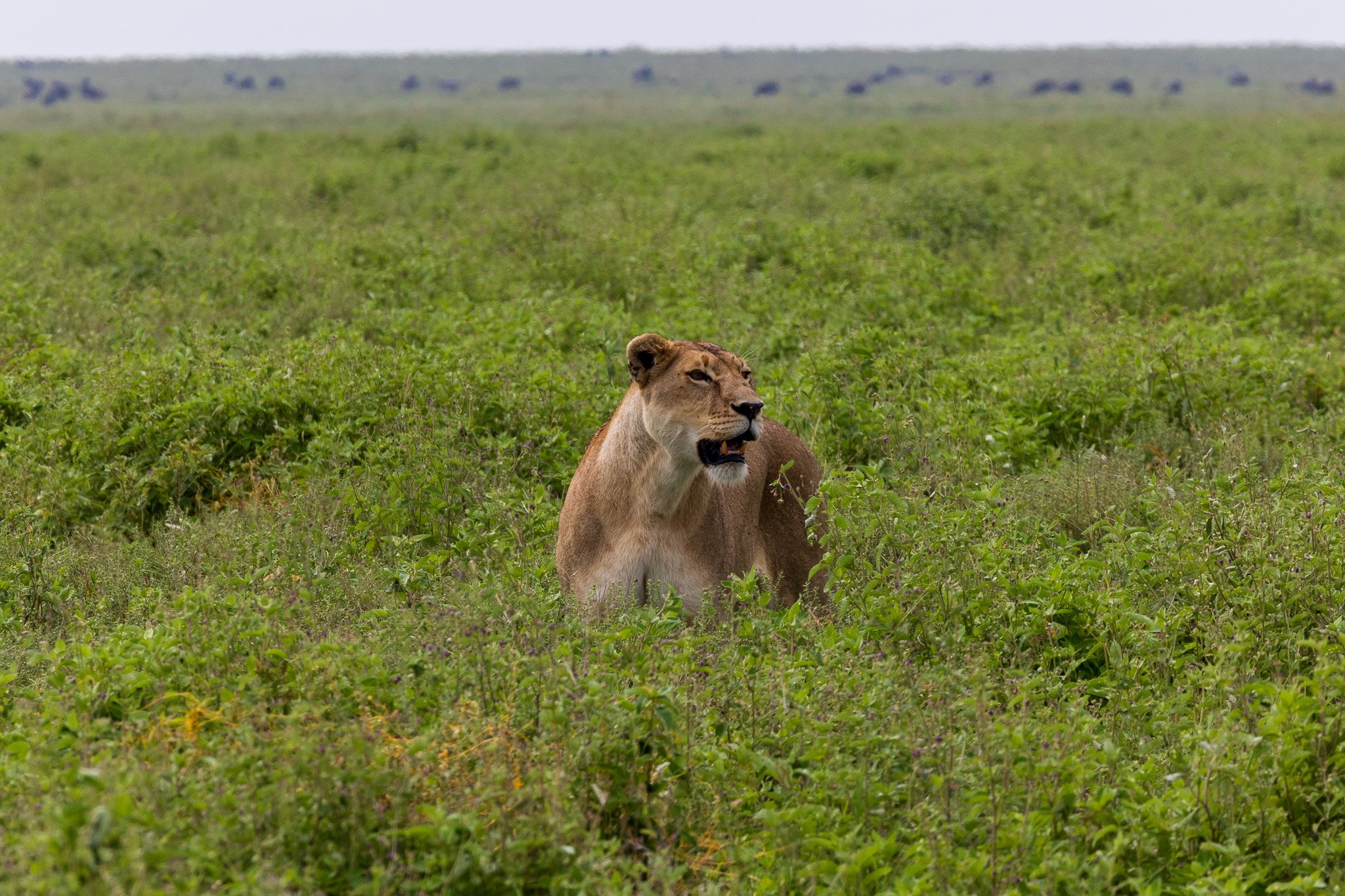 tanz19feb24serengeti143.jpg