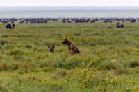 tanz19feb24serengeti145_small.jpg