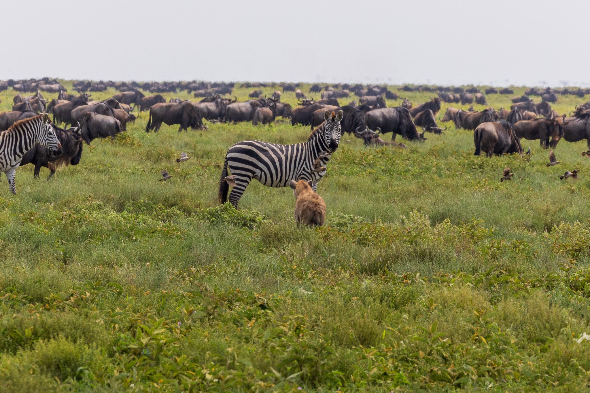 tanz19feb24serengeti147.jpg