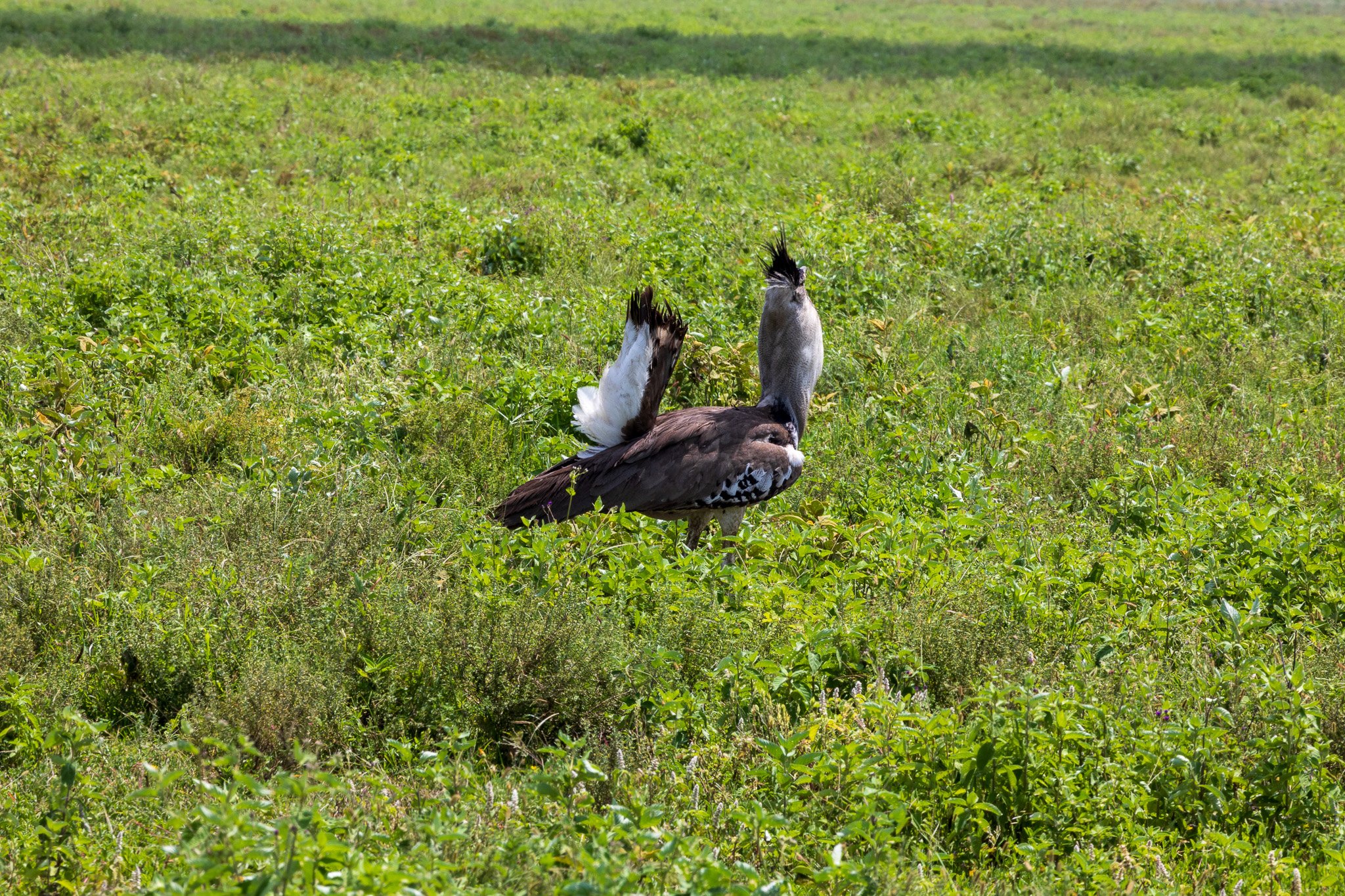 tanz19feb24serengeti171.jpg
