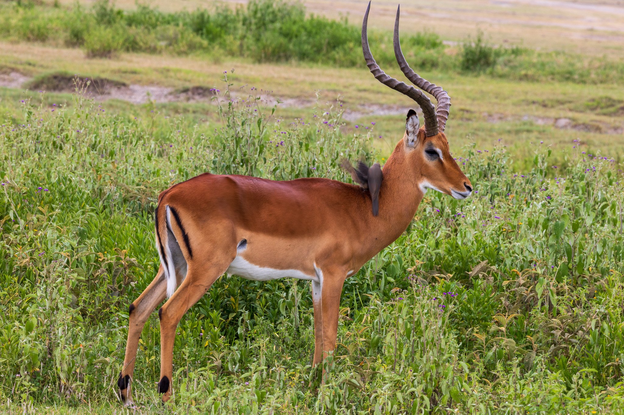 tanz19feb24serengeti179.jpg