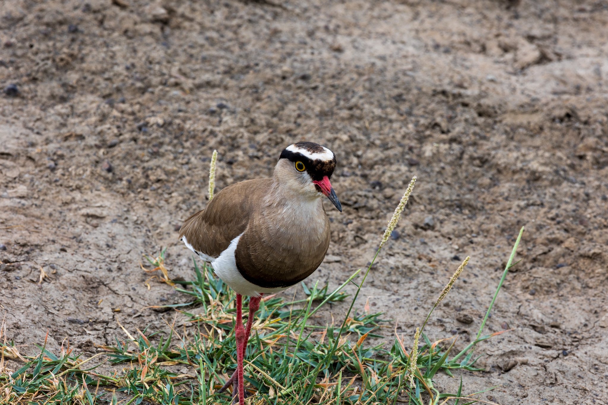 tanz19feb24serengeti189.jpg